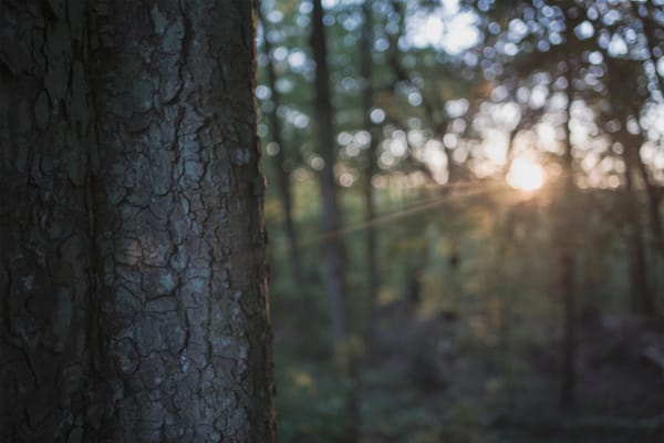 Tree Trunk Gorge - Ride Review